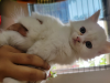 White Persian Crossed kitten